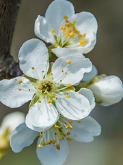 Kirschblüte