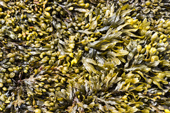 Raffin shore seaweed 2 - Bladder wrack