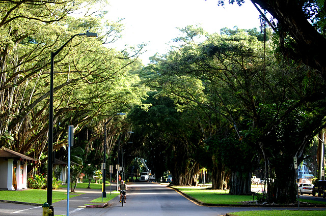 Banayan Drive