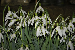 Snowdrops!