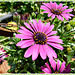 Au jardin: L'Osteospermum avec note