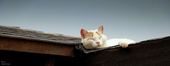 Une  chatte  blanche.... sur un toit brûlant noir... vous avez dit..CHALEUR...!