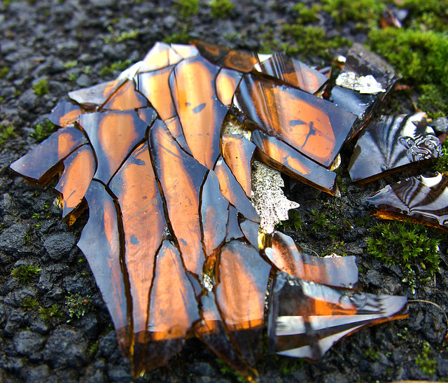 Broken Bottle......Or A Tortoiseshell Treasure Trove?