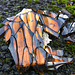 Broken Bottle......Or A Tortoiseshell Treasure Trove?