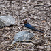 A swallow