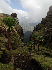 Simien Mountain escarpment and Giant Lobelias