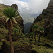 Simien Mountain escarpment and Giant Lobelias