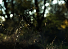 Glistening Grasses