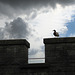 Duck on the battlements