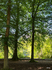 Magnificent old trees on Ness Island