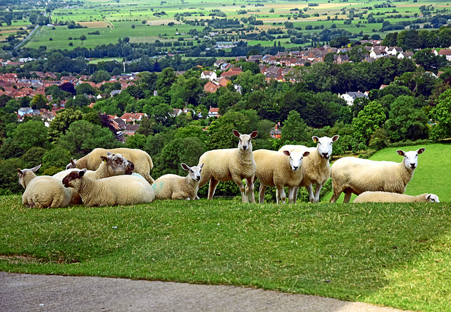 Sheep on Glastonbury Tor!