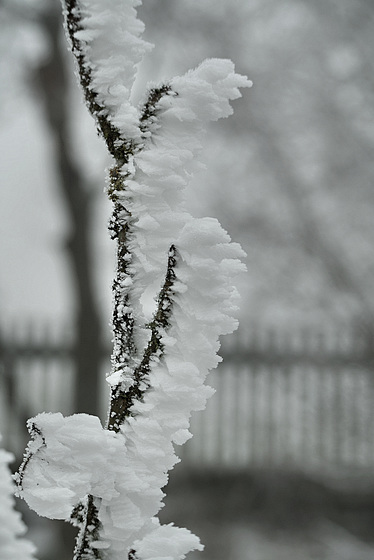 Happy Frost Fence