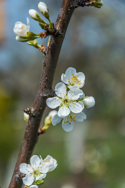 (113/365) Kirschblütenzweig