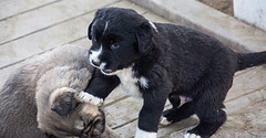 20151207 9771VRAw [R~TR] Hunde, Ephesos, Selcuk, Türkei