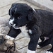 20151207 9771VRAw [R~TR] Hunde, Ephesos, Selcuk, Türkei