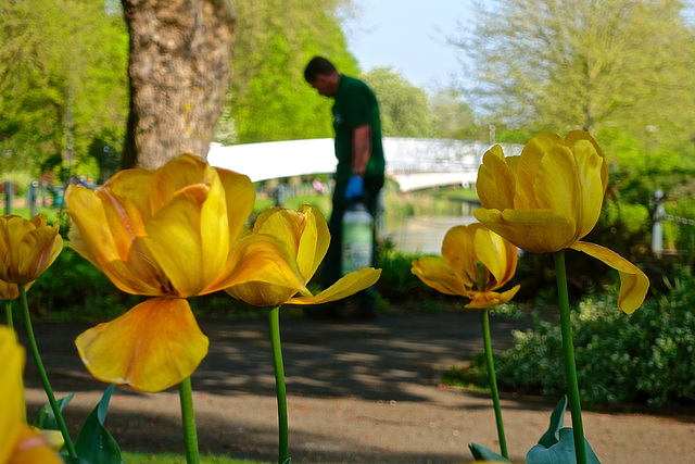 Victoria Park, Stafford