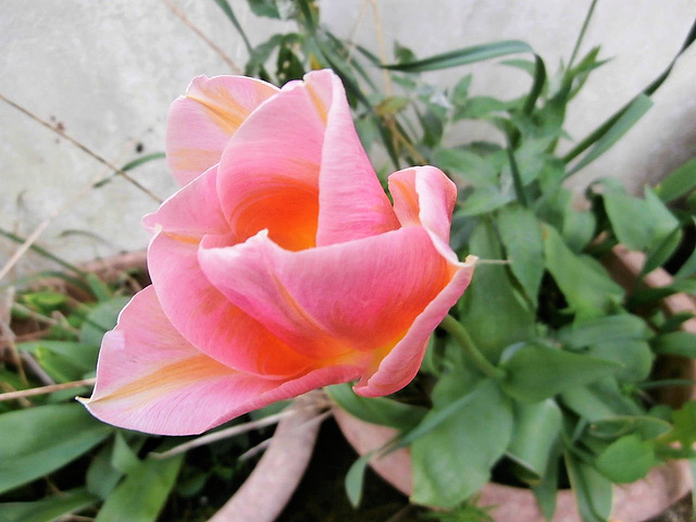 A lovely pink tulip