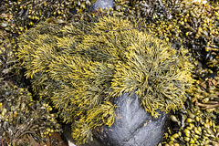 Raffin shore seaweed 3