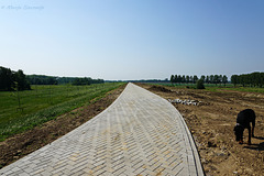 Het nieuwe fietspad op de nieuwe Wakkere Dijk in het nieuwe Munnikenland.