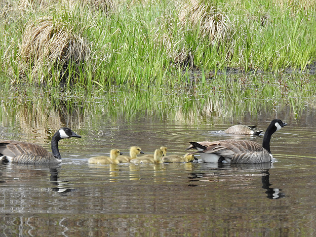 Canada Goose family