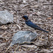 A swallow3
