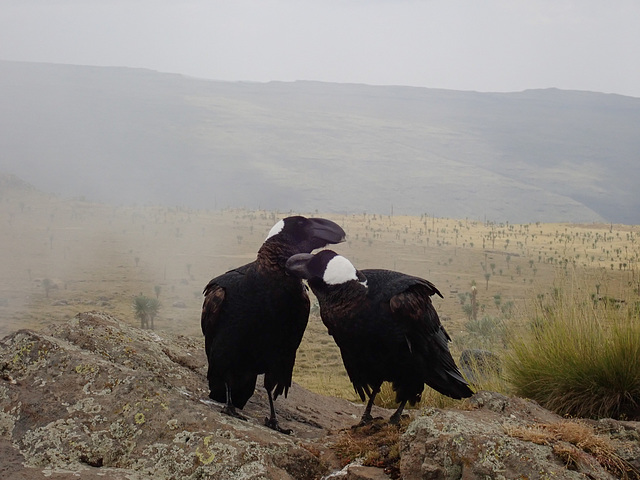 Thick-billed Raven - Simien Mountains