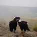 Thick-billed Raven - Simien Mountains