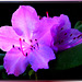Rhododendron-1... ©UdoSm