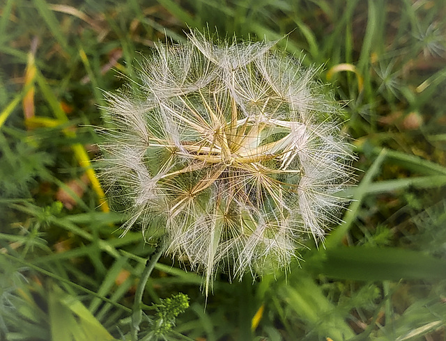 Bocksbartfrucht