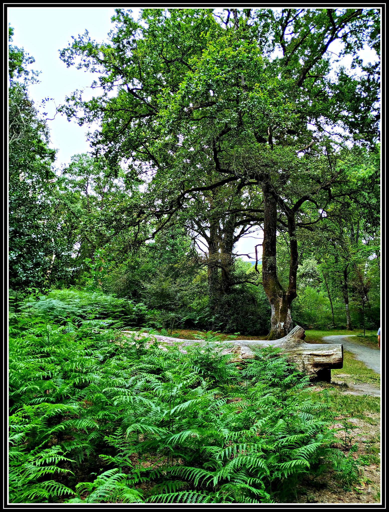 Robledal de Orgi (Navarra), 18