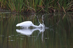 48/50 grande aigrette-great egret