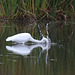 48/50 grande aigrette-great egret