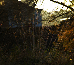 Glistening Grasses