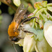 IMG 9697 Andrena Fulvav2