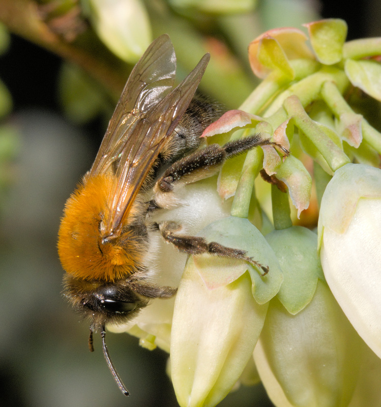 IMG 9697 Andrena Fulvav2