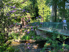 Rhododendrons in bloom, Ness Islands.