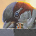 Small ceramic critters and Sparrow