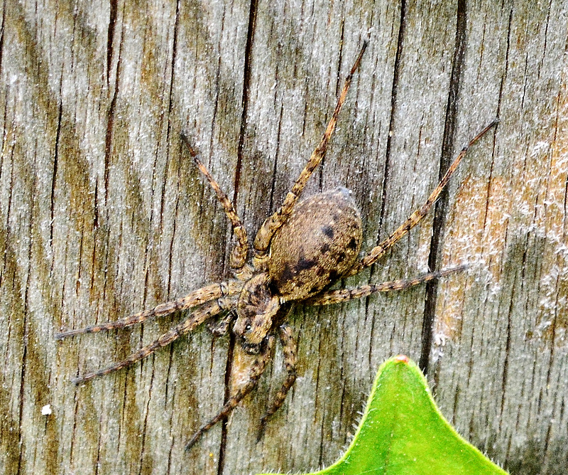 Spider.....Cobweb/Funnel weaver???