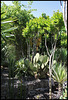 Ambiance- prêles , oponces , Lagerstromia, yuccas