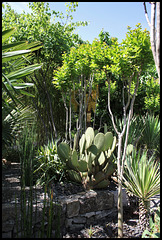 Ambiance- prêles , oponces , Lagerstromia, yuccas