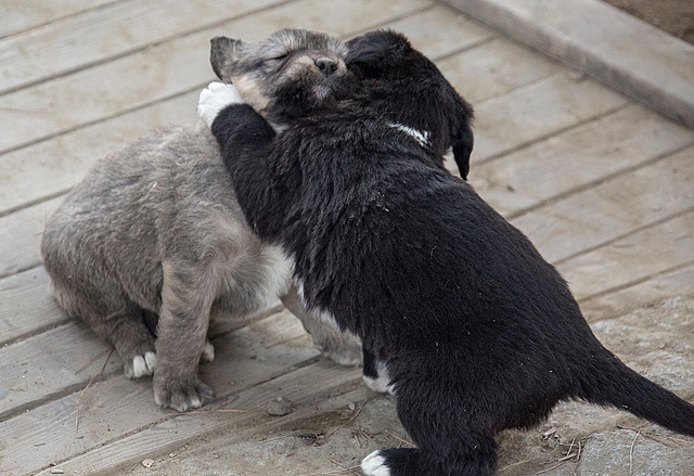 20151207 9772VRAw [R~TR] Hunde, Ephesos, Selcuk, Türkei