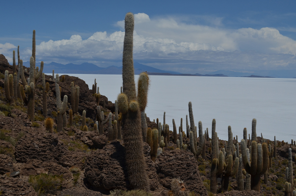 Bolivia, Cactuses of Isla del Pescado (Fish Island)