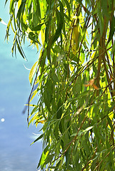 Under The Willow 5
