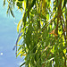 Under The Willow 5