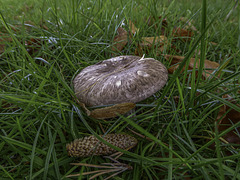 Fungi in the grass