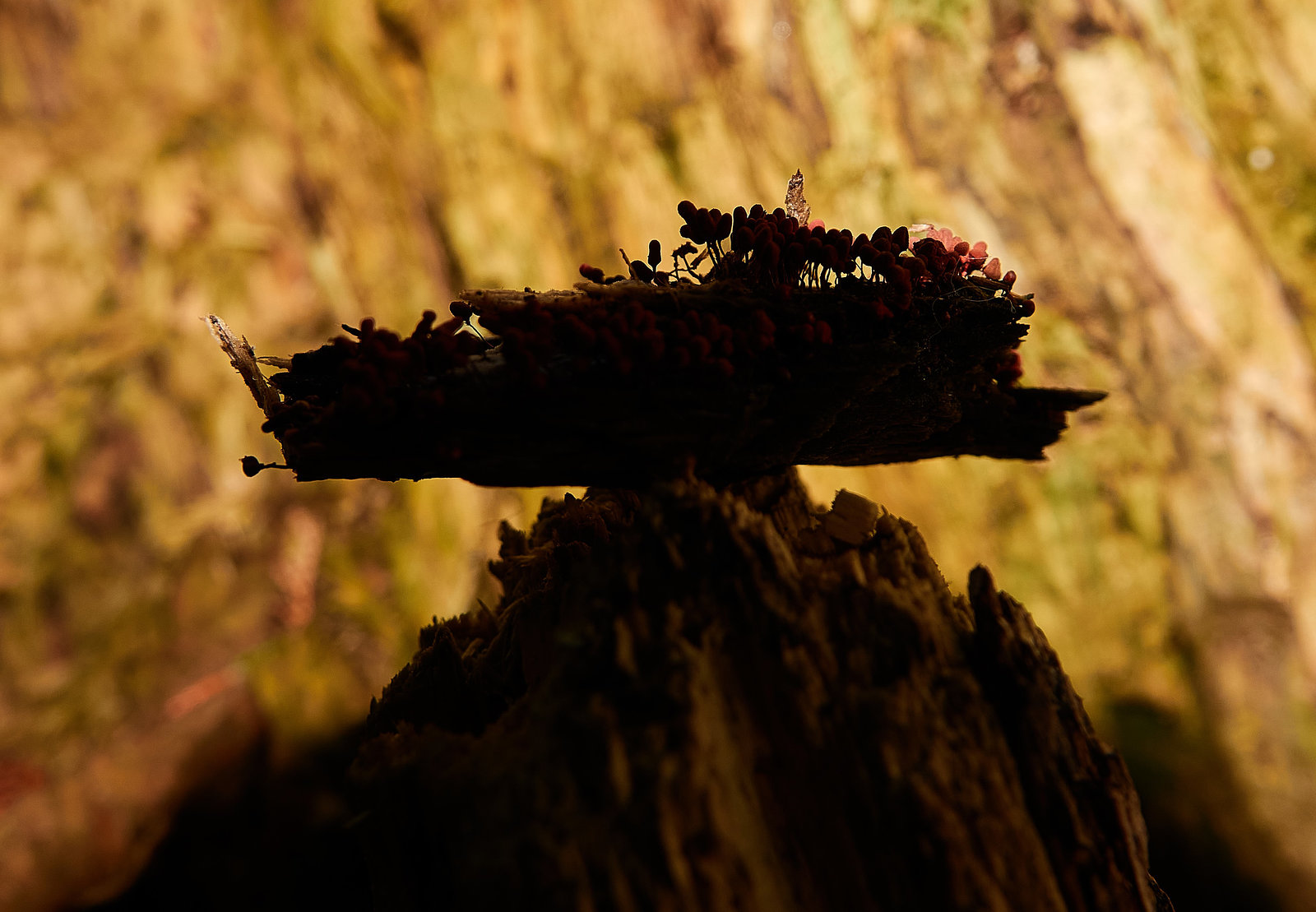 Ship washed up on top of a mountain......but what is it really!!??