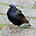 Starling seen at West Bay.