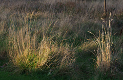 Glistening Grasses