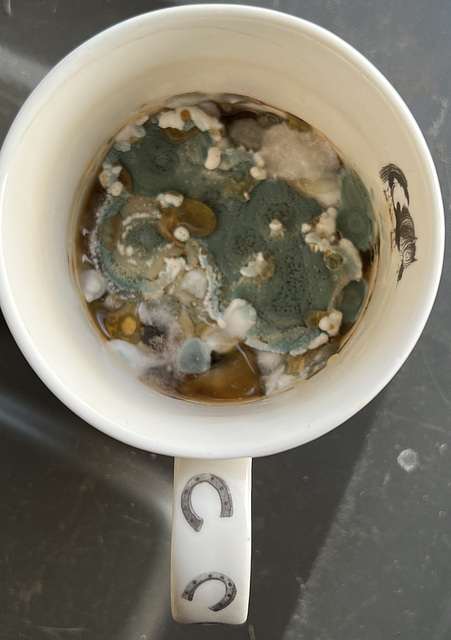 Where is a microbiologist when you need one?! Leaving a coffee cup in the garage for a few weeks produces some interesting results!