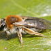 IMG 9721 Andrena Fulvav2